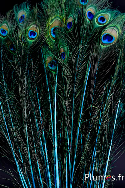 Paon bleu - 60-70  cm - turquoise
